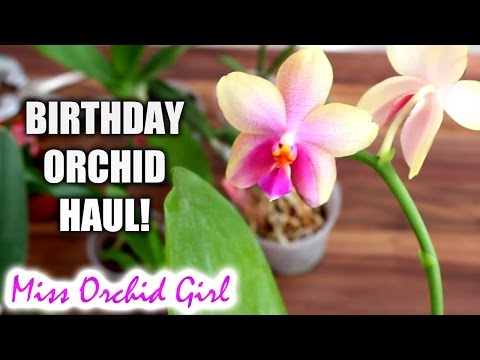 Unboxing birthday Orchid haul - Orchid Garden Poland