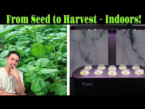 I Tried the LetPot Hydroponic System and Here’s What Happened!