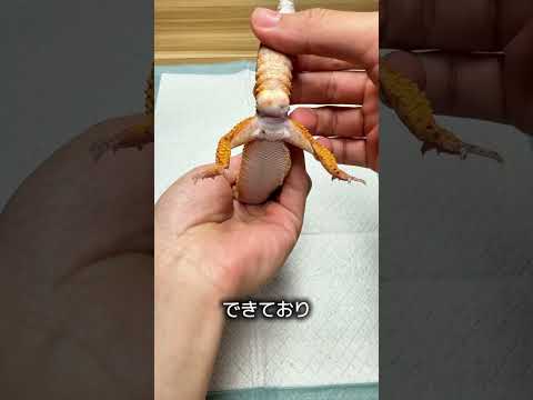 ヤモリのビタミン不足