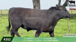 4 Toro PC - Gregorio Aberasturi - Plaza Ganadera