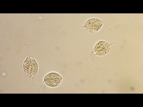 protozoan paraziták trichomoniasis