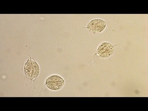 A trichomoniasis, Trichomonas tünetei és megnyilvánulásai