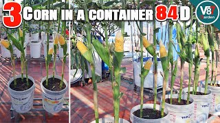 How to Grow 3 Corn Plants in a Container: Complete Guide from Seed to Harvest