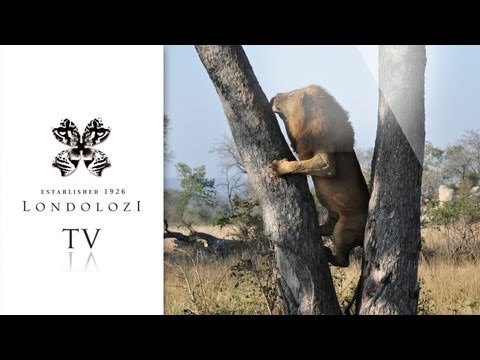 Tree-Climbing Lions - Londolozi TV