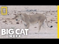 A Lioness On The Hunt Big Cat Week
