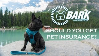 Should you get Pet Insurance?