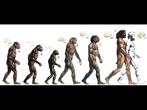 Human Evolution: The Origin of Humans - Documentary Films