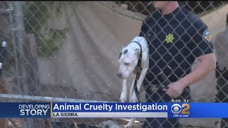 30 Dogs Found Emaciated, Dead At Unlicensed Breeder's Property In Riverside County