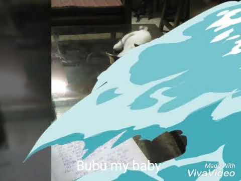 Bubu ..... Photography by Bidisha Sarkar