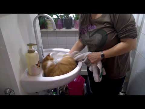 1Hund und 6 Katzen unser ganz normal verrückte Alltag