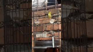 Download lagu pleci dakun Garut nembak wikwik wikwik mp3 Download lagu pleci dakun Garut nembak wikwik wikwik mp3