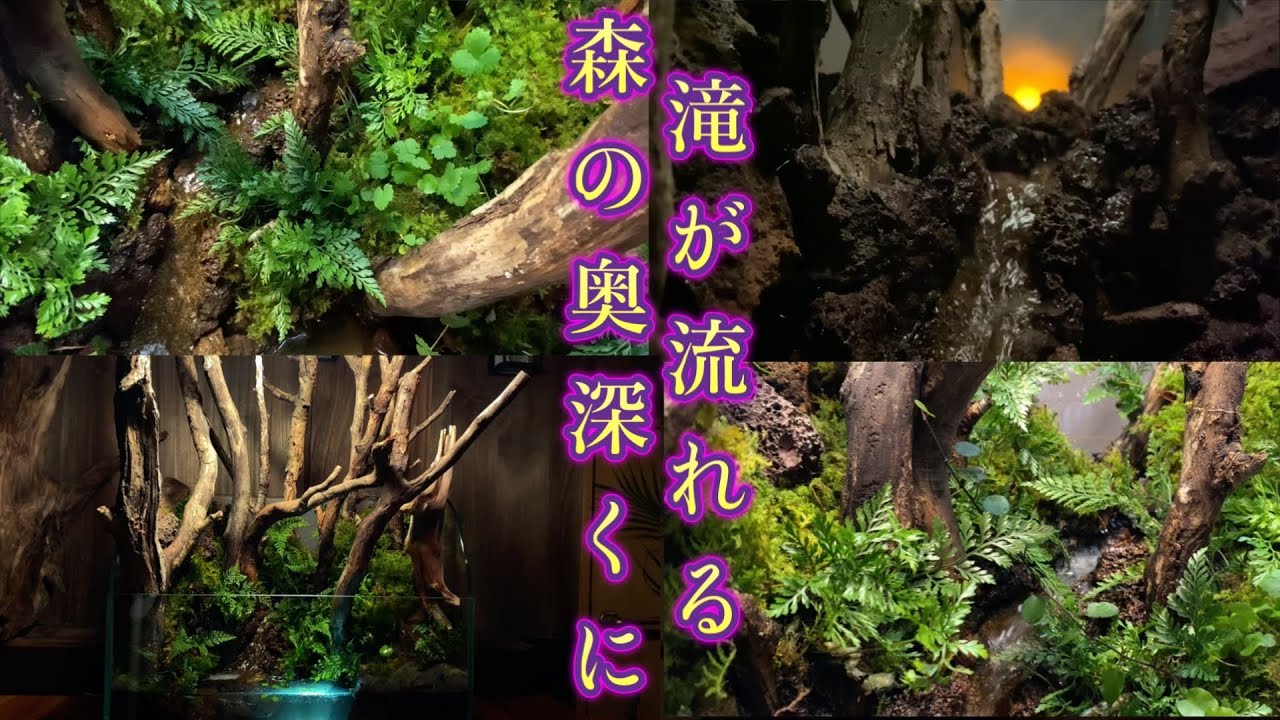 【自然をテラリウム水槽で再現】小さな水槽を迫力ある自然に変えてみました。