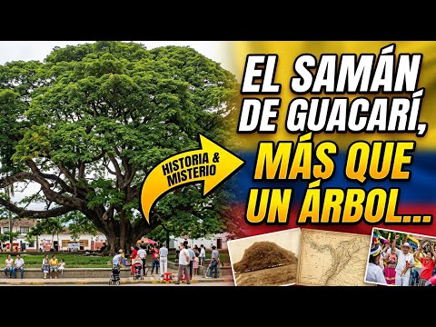 El árbol más importante de Guacarí (y su historia)