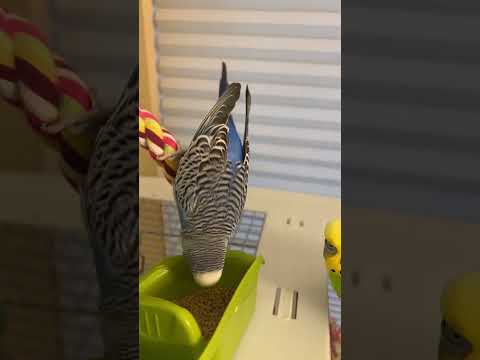 Morning parakeet routine 🐦🐤