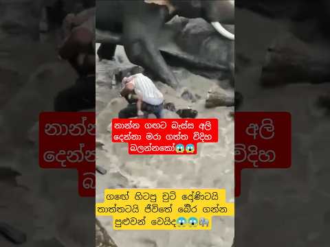 අනු නවයෙන් චුටි දුවගේ ජීවිතය බෙිිරැන හැටි බලන්නකෝ😱🐘#trending #elephant #attack #nature #viralvideo