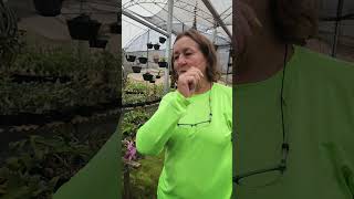 FAZER NOVAS ORQUÍDEAS!