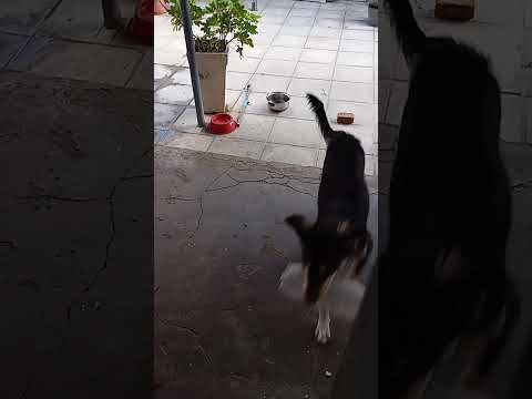Vídeo de Bolt