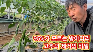 쉿‼️너만봐~ 95%가 모르는 방아다리고추 제거의 비밀~