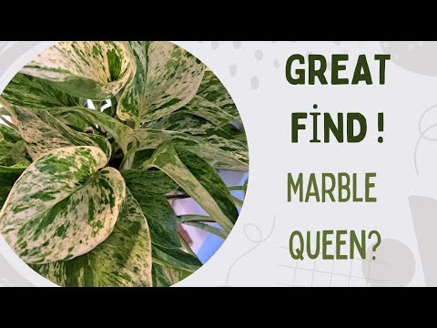Plant Haul - Marble Queen Pothos