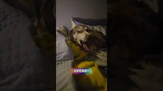 Guess which dog didnt wanna get up! #dogshorts #doggielife #petsrule #justdogs #weratedogs