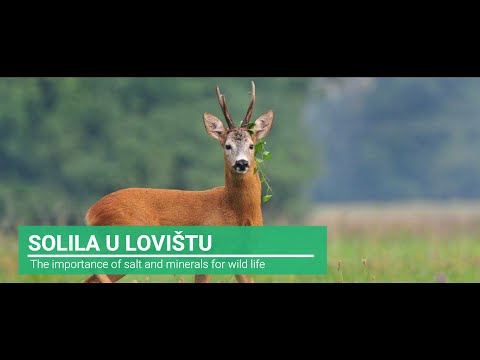 Solila u lovištu. Važnost, primjena, neželjeni efekti. Savjeti za mlade lovce, važnost solila.