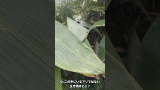 アリではない生き物に密着！