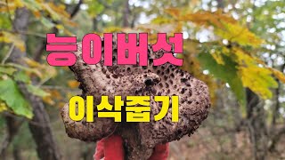 시골농부 경기북부지방 능이버섯이삭줍기와 약초버섯 다녀왔어요 2023년 10윌14일 능이버섯산행
