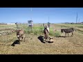 Reproducción De Los Burros
