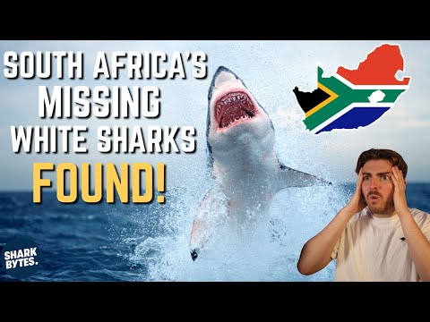 Scientists LOCATE South Africa's Missing Great White Sharks!