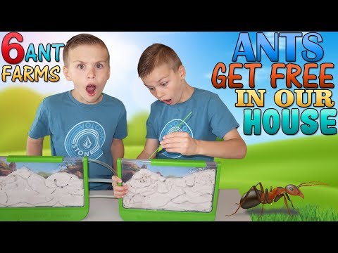 ANT ESCAPE!!
