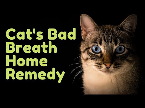 Cats 101 : Cat's Bad Breath Home Remedy