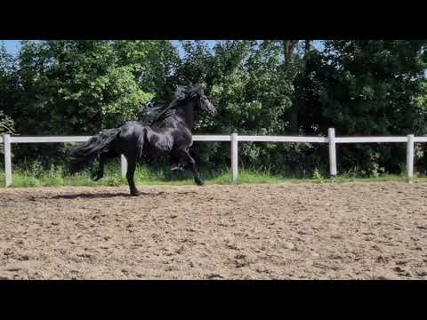 Stal Okkema's Bareld - Eibert x Michiel - friesian stallion - 2016