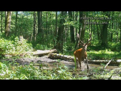 KRONIKA LASU #26 - Byki, dziki. Kuny, lisy i bieliki. (fotopułapka)