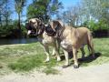 Английский мастиф English mastiff 