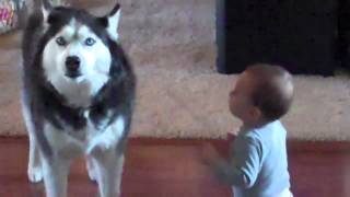 Dog imitates baby