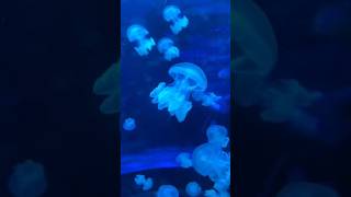 Download lagu JELLYFISH | Unique Facts About Jellyfish, Amazing Sea Creatures mp3