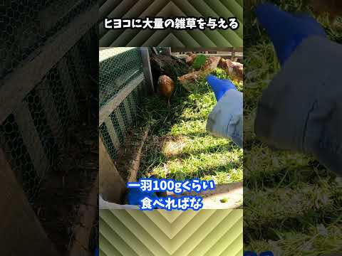 なぜ鶏にお酢を与えるのでしょうか？鶏小屋で何の役に立つの？  庭園