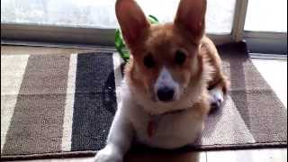 Corgi poco messing around
