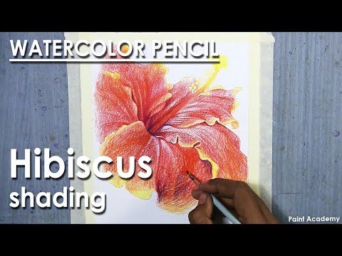 Watercolor Pencil Drawing Hibiscus Flower