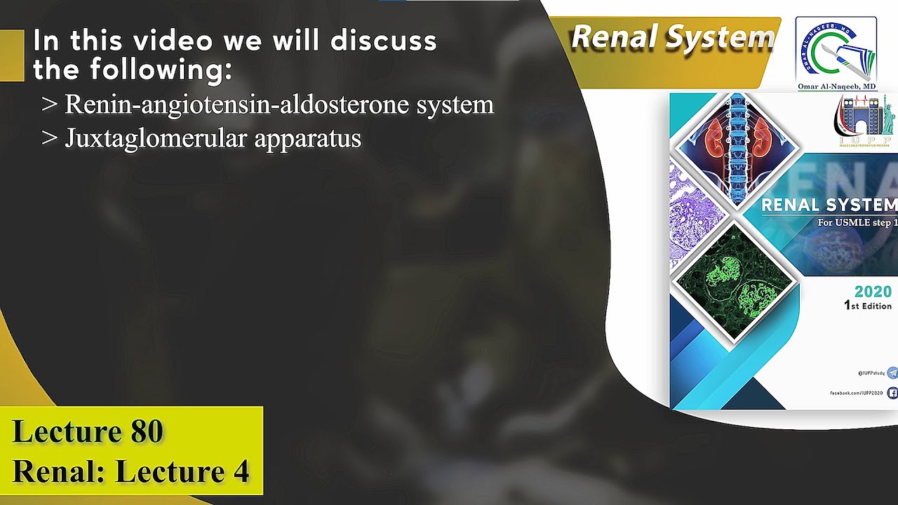 Renin angiotensin aldosterone system