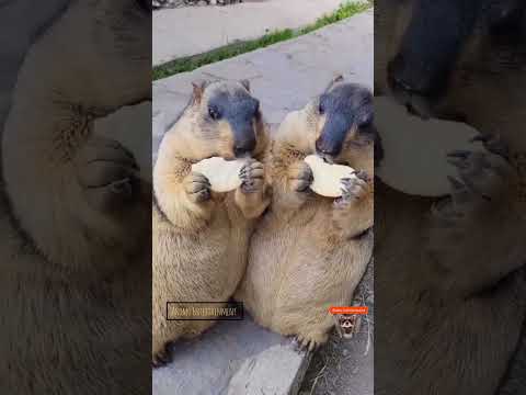 let me eat first| Funny marmot |Animo Entertainment