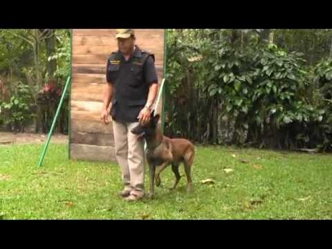 Logan un perro bien entrenado