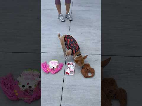 DOG PICKS MY NEW PHONE CASE #msbeanie @catsackett