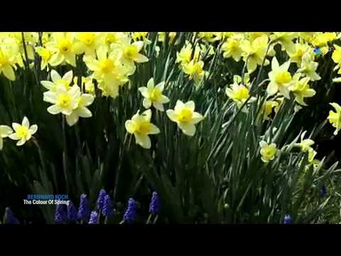 ♡ The Colour of Spring - Bernward Koch (relaxing, peaceful music)