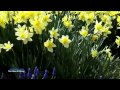 ♡ The Colour of Spring - Bernward Koch (relaxing, peaceful music)