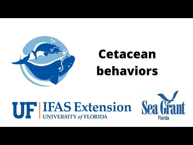 Videouttalande av cetacean Engelska