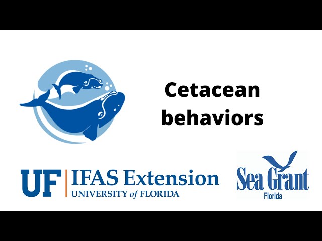 Vidéo Prononciation de cetacean en Anglais