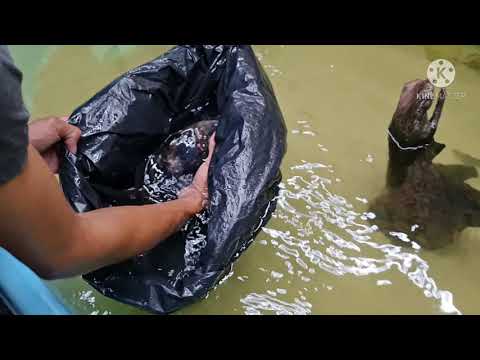 novos peixes pro lago jumbo @AmantesdoAquarismo @linharesdapesca @BRASILJUMBOS