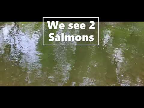 Looking for Salmon Bronte Creek, Oakville, Ontario