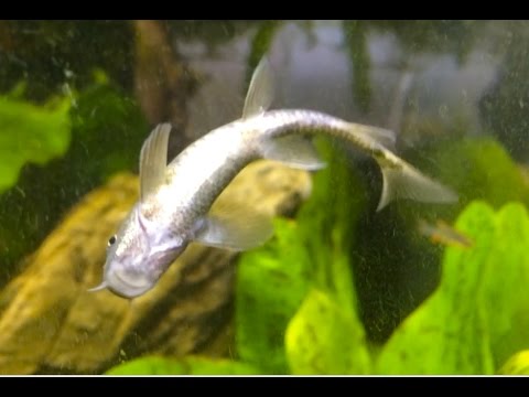 Rozmiar duży mały członek Mały penis 10cm